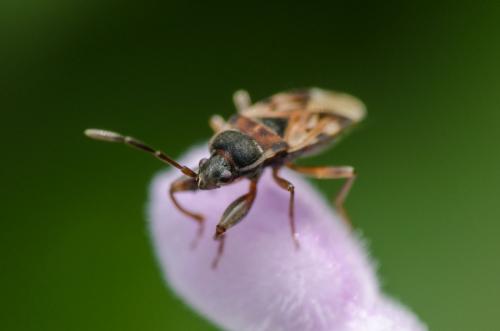 Scolopostethus sp.